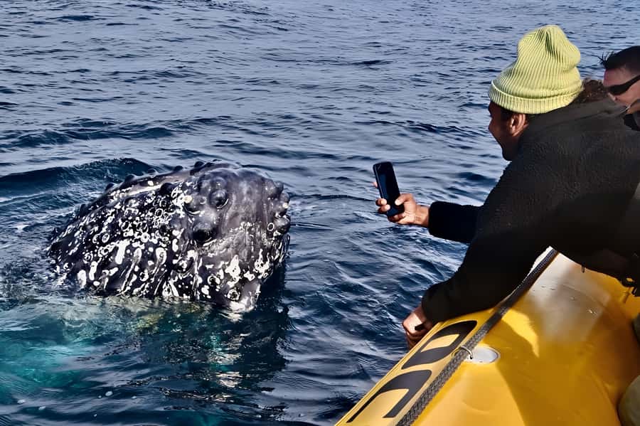 Noosa: Noosa Whale Watching Tour - Noosa Marina check-in: start where the water begins