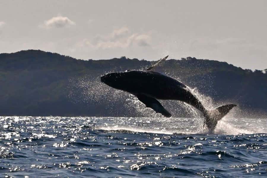 Noosa: Noosa Whale Watching Tour - Headland to open water: the search that makes whale watching work