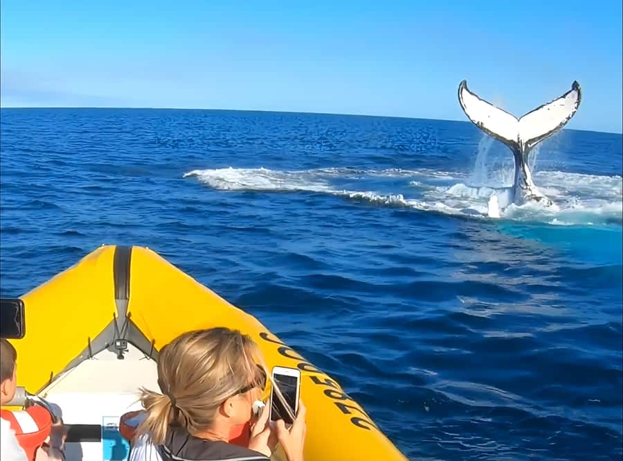 Noosa: Noosa Whale Watching Tour - How the boat experience feels: fun speed, possible bumpy moments