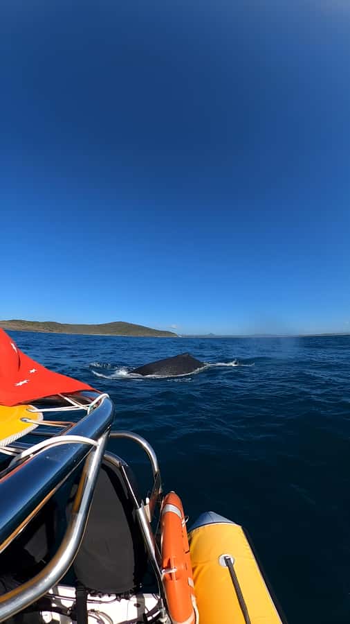 Noosa: Noosa Whale Watching Tour - Who should book this Noosa humpback whale tour