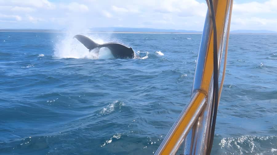 Noosa: Noosa Whale Watching Tour - Price check: is $70 per person worth it?