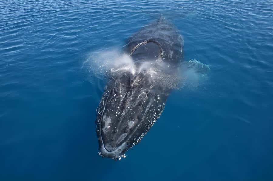 Noosa: Noosa Whale Watching Tour - The Noosa River portion: why you start on the inside water