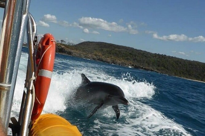 Noosa ocean adventure & Dolphin safari. - A Noosa dolphin safari that actually feels like an ocean adventure