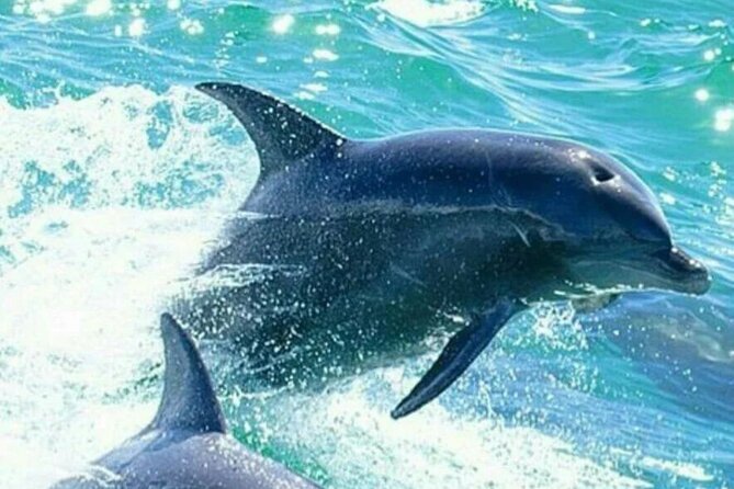 Noosa ocean adventure & Dolphin safari. - The Noosa River leg: calmer water and big scenery