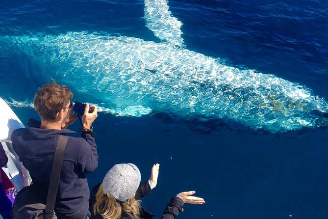 Noosa Ocean Adventures: Whale Watch - Key points before you go
