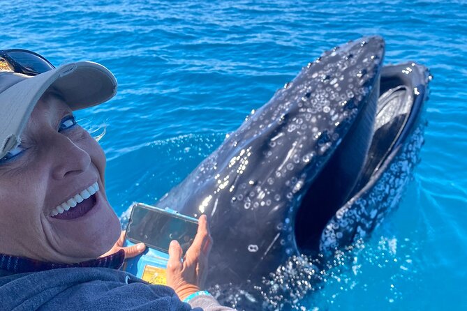 Noosa Ocean Adventures: Whale Watch - Noosa Thriller speedboat whale watch: what makes it work