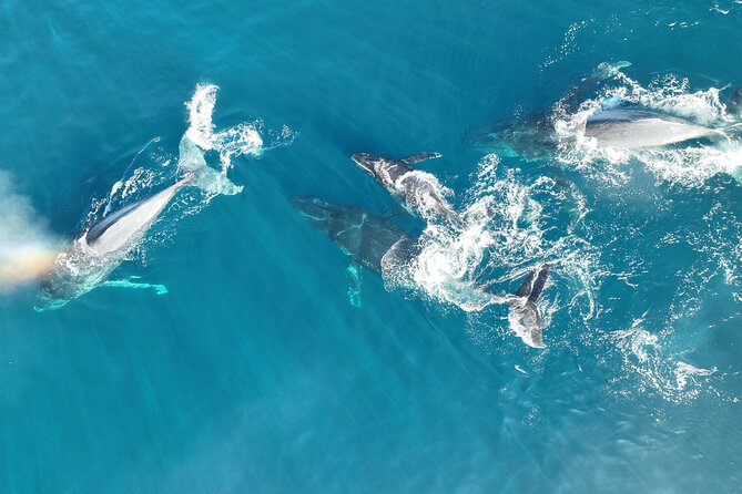 Noosa Ocean Adventures: Whale Watch - Meeting point to wave break: what the first 30 minutes feel like