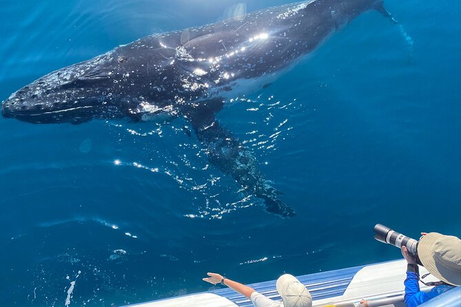 Noosa Ocean Adventures: Whale Watch - Off Noosa Headland: what you’ll actually be watching for