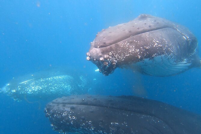 Noosa Ocean Adventures: Whale Watch - Small-group comfort: why the cap at 12 matters