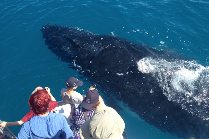 Noosa Ocean Adventures: Whale Watch - Price and value: is $68.14 a fair deal?