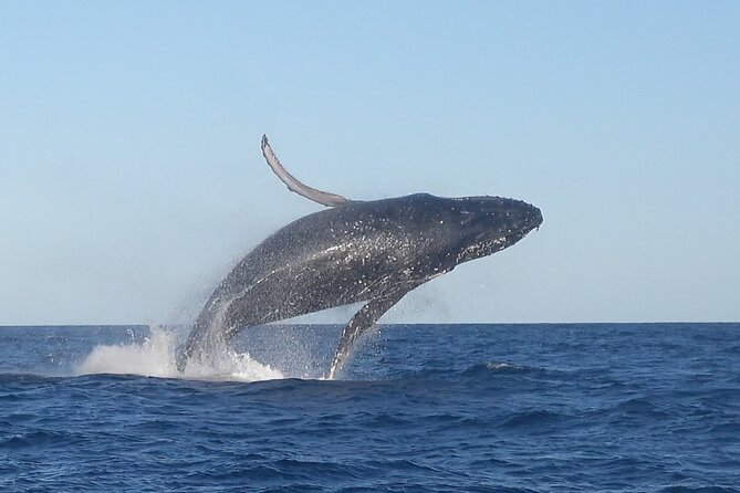 Noosa Whale Watching Cruise – Humpback Whale Adventure - Key Points You’ll Care About