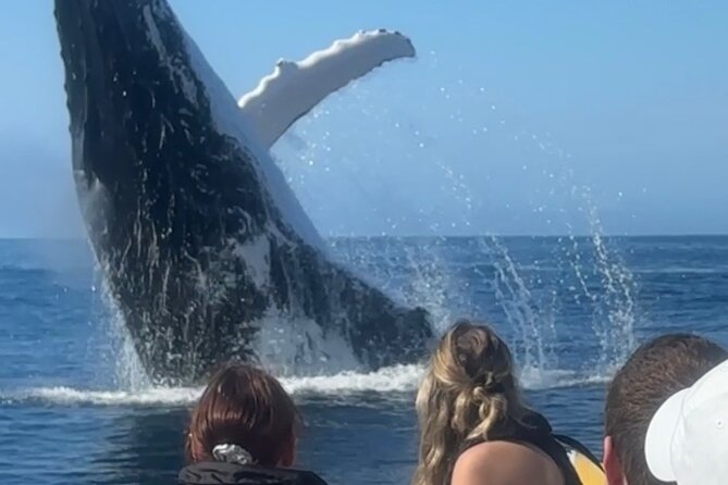 Noosa Whale Watching Cruise – Humpback Whale Adventure - Noosa From the Water: River to Noosa Heads in 2 Hours