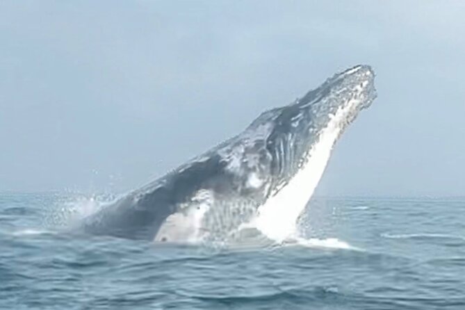 Noosa Whale Watching Cruise – Humpback Whale Adventure - Included Views: River Scenes, National Park From Sea, and Wildlife Bonuses