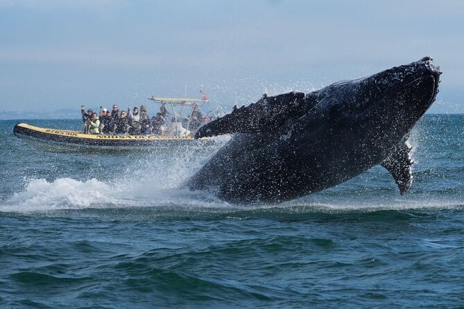 Noosa Whale Watching Cruise – Humpback Whale Adventure - The Whale Moment: Breaches, Tail Slaps, and Calves