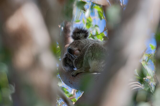 North Stradbroke Island Private Tour with Pickup - North Gorge Walk at Point Lookout: reef views and marine life chances