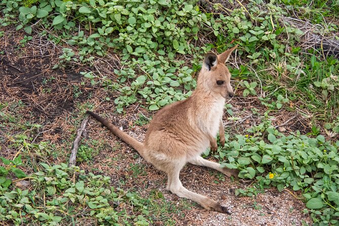 North Stradbroke Island Private Tour with Pickup - Brown Lake (Lake Bummiera): why tea-stained water feels so surreal