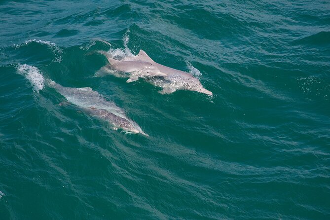 North Stradbroke Island Private Tour with Pickup - Wildlife expectations: what you can hope for and what to plan for