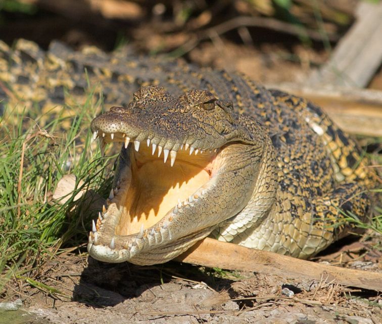 Northern Territory: Corroboree Billabong Nature Cruises - Should you book Corroboree Billabong Nature Cruises?