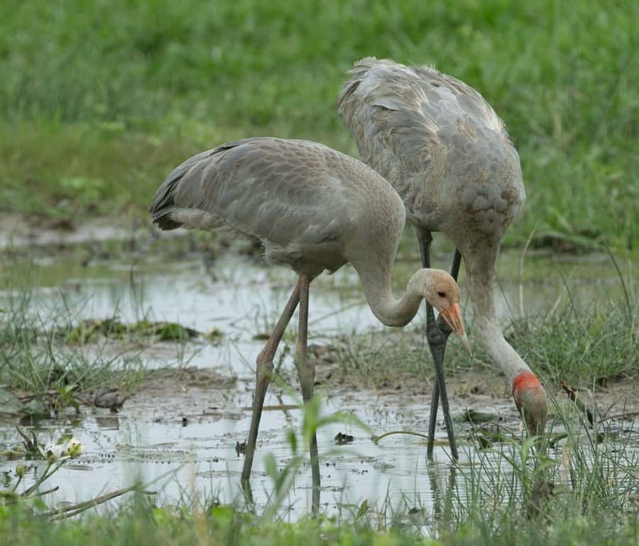 Northern Territory: Corroboree Billabong Nature Cruises - Open-air viewing: how to get the best wildlife angles