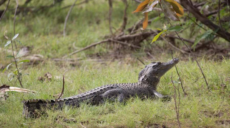 Northern Territory: Corroboree Billabong Nature Cruises - The guide makes the difference: what you’ll learn in real time