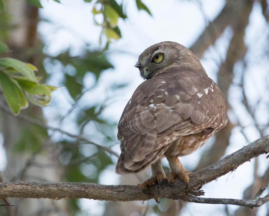 Northern Territory: Corroboree Billabong Nature Cruises - What wildlife you’re likely to see (and why timing matters)