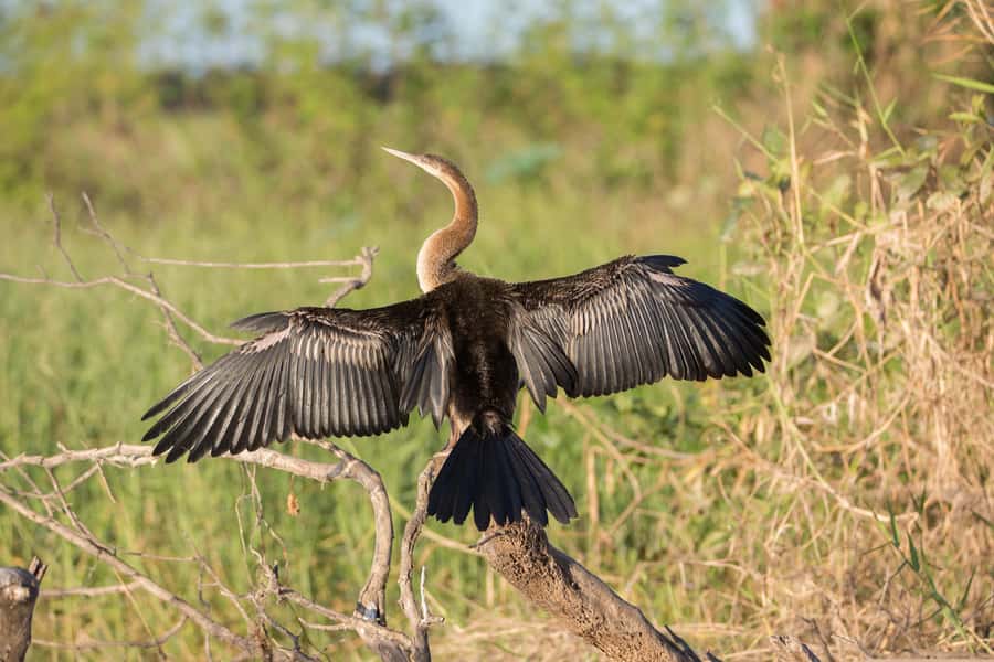 Northern Territory: Corroboree Billabong Nature Cruises - Price and value: is $53 worth it?