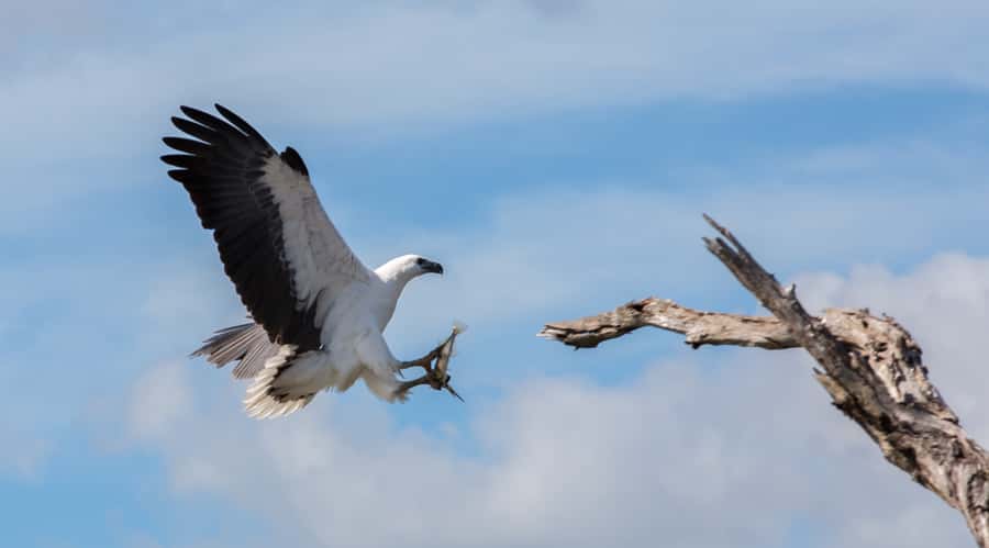 Northern Territory: Corroboree Billabong Nature Cruises - Who this tour is best for