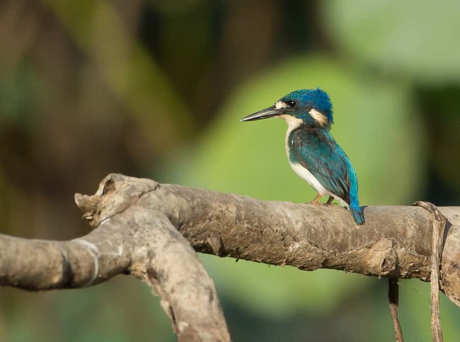 Northern Territory: Corroboree Billabong Nature Cruises - The 90–150 minute flow: what happens during the cruise