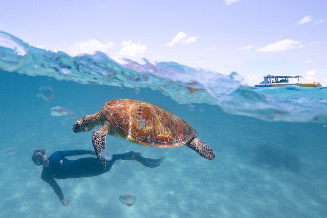Ocean Safari Great Barrier Reef Experience in Cape Tribulation - Packing tips that actually help on this route