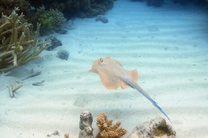 Ocean Spirit Sail to Michaelmas Cay Snorkel or Dive, from Cairns - The optional scuba option: when it’s worth it (and when it’s not)