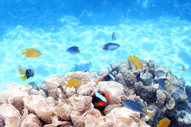 Ocean Spirit Sail to Michaelmas Cay Snorkel or Dive, from Cairns - Price and value at around $197.96 per person