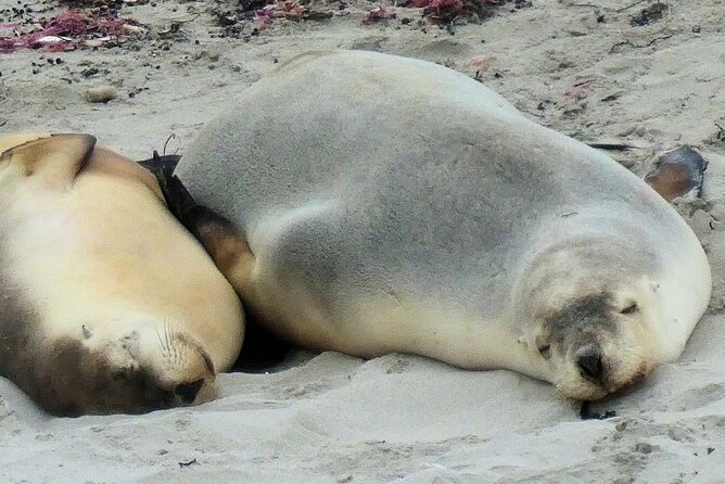 One Day Kangaroo Island Highlights Tour - A one-day sampler of Kangaroo Island’s rugged coast