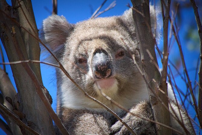 One Day Kangaroo Island Highlights Tour - Emu Ridge Eucalyptus: learn the island’s industry while you take a breather