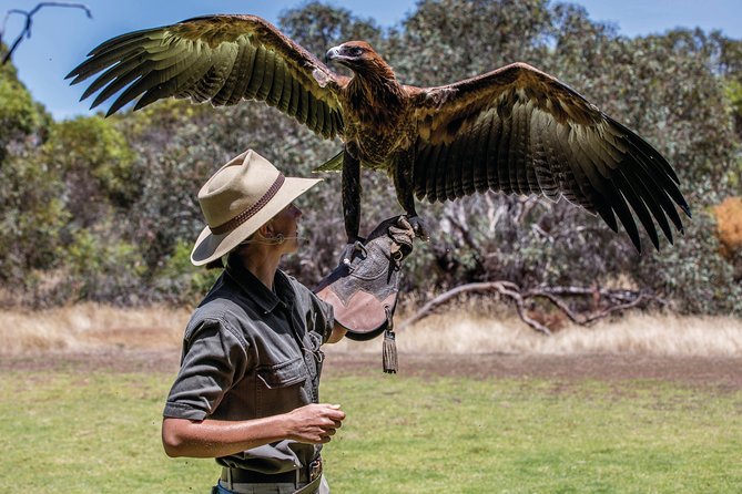 One Day Kangaroo Island Sip & See tour with return ferry transfers from Adelaide - Raptor Domain Birds of Prey: where you get the real wow factor