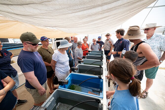 One Hour Coral Farm Tour, Discover Australia's Marine Life - Timing and What a Single Stop Tour Feels Like
