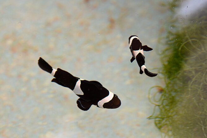One Hour Coral Farm Tour, Discover Australia's Marine Life - Who Should Book This Tour (and Who Might Skip)