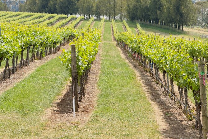 Orange Region Winery Experience by Onayi - Three cellar-door visits: what you’re actually buying