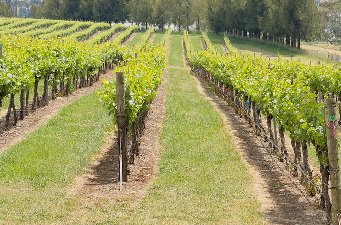 Orange Region Winery Experience by Onayi - Pickup, group size, and vehicles that match your day