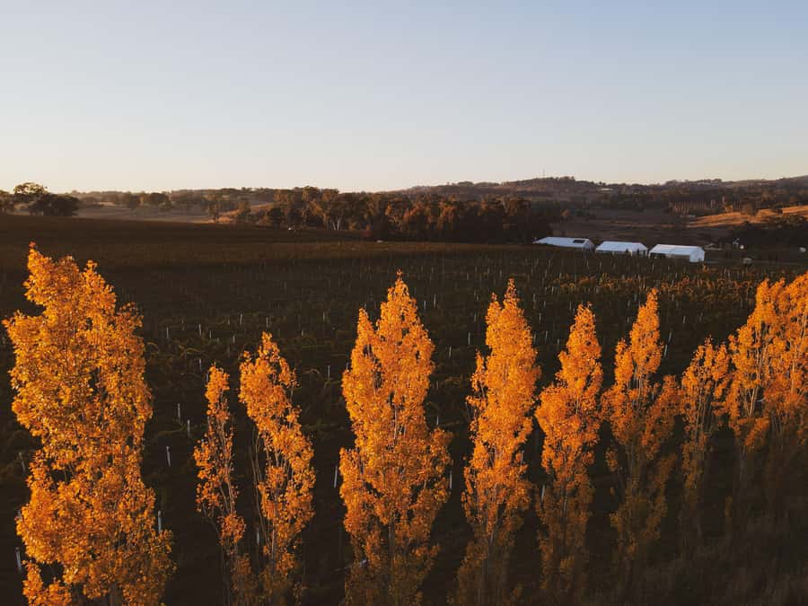 Orange: Savour with Swinging Bridge - Wine & Canapé Tasting - A few practical considerations before you go