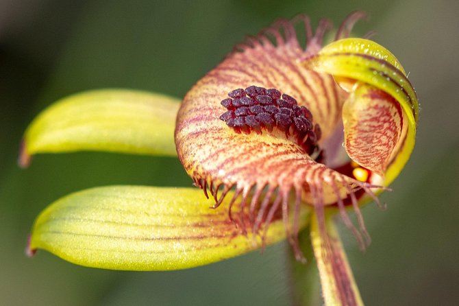 Orchids and Wildflowers Photographic Day tour from Perth - Why this Perth wildflower photo tour works so well for your camera