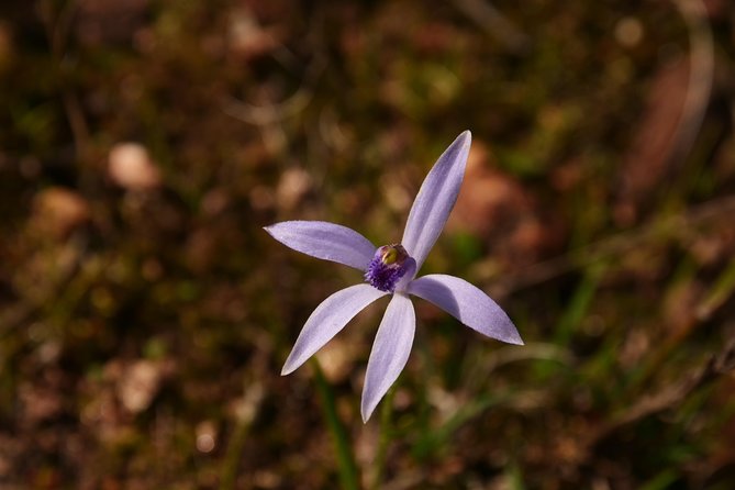 Orchids and Wildflowers Photographic Day tour from Perth - 9 hours, 4–6 stops: the timing that keeps your photos from feeling rushed