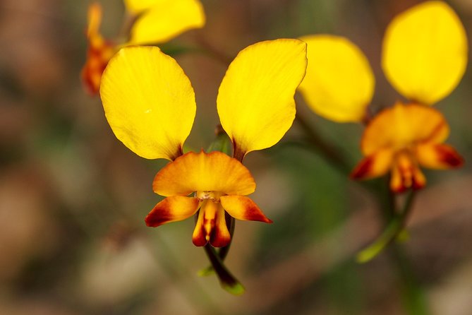 Orchids and Wildflowers Photographic Day tour from Perth - Orchids, pink paper daisies, and the honest part: you’re hunting, not guaranteeing