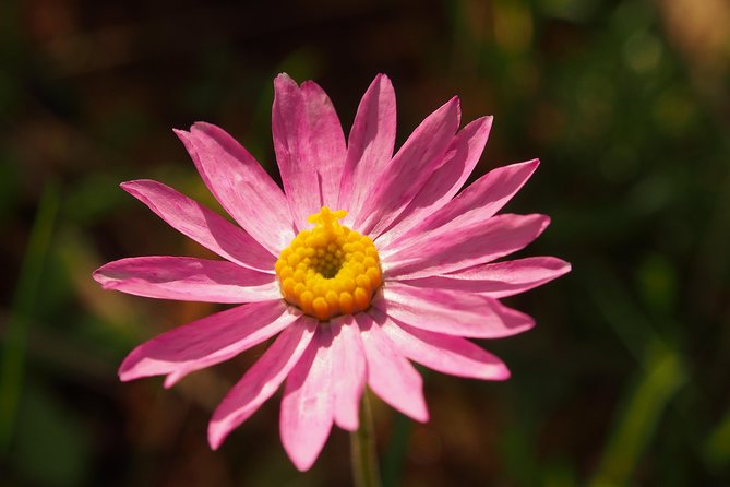 Orchids and Wildflowers Photographic Day tour from Perth - What’s included for your comfort: picnic lunch, water, and day-long breaks