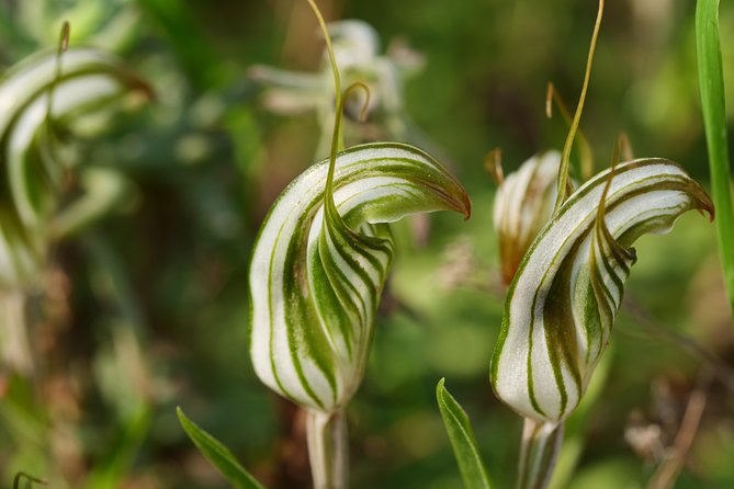 Orchids and Wildflowers Photographic Day tour from Perth - How the guide’s orchid expertise can improve your results