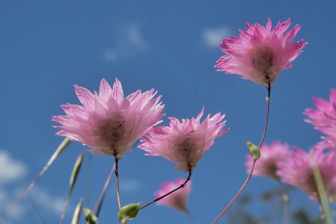 Orchids and Wildflowers Photographic Day tour from Perth - Value: is $268.97 per person fair for a 9-hour photo hunt?