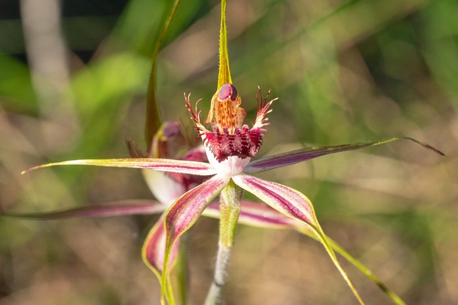 Orchids and Wildflowers Photographic Day tour from Perth - How each bush reserve stop plays out on the ground