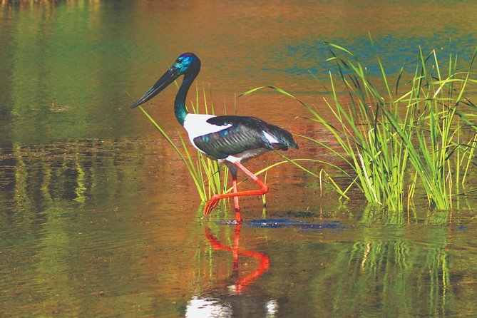 Ord River Explorer Cruise with Sunset - Price and value: is $184.33 per person worth it?