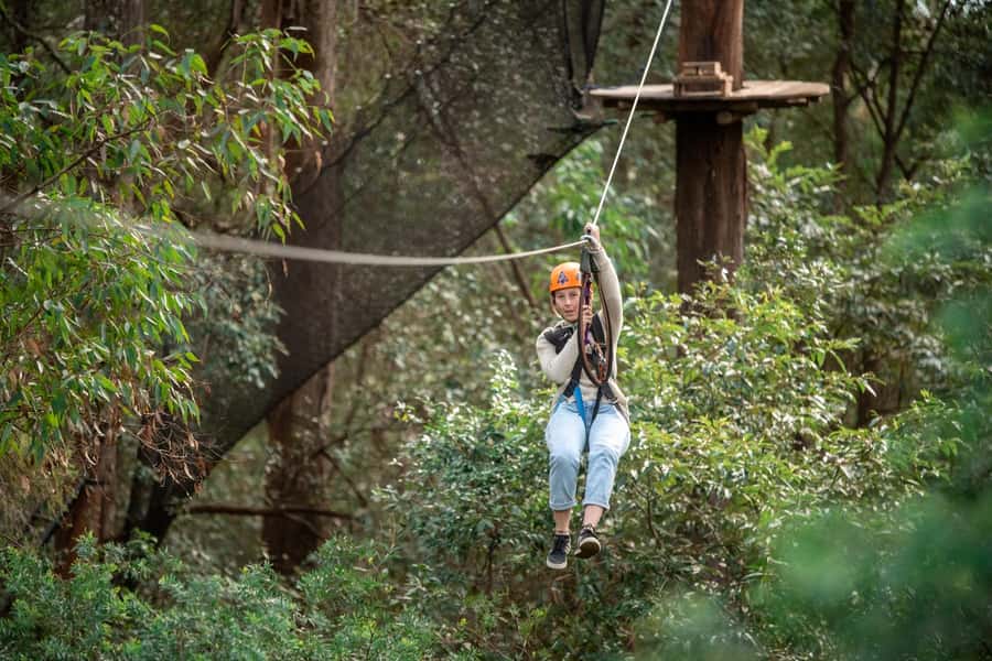Ourimbah: Central Coast Treetops Adventure Tree Ropes Course - Key highlights to know before you go