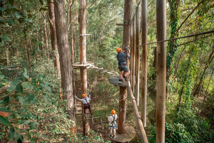 Ourimbah: Central Coast Treetops Adventure Tree Ropes Course - Ourimbah State Forest: where the fun actually starts