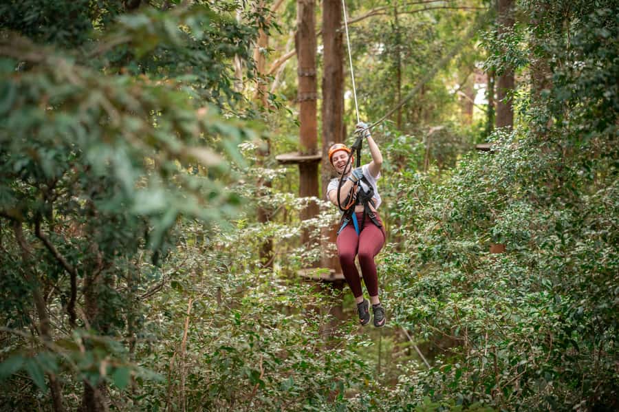Ourimbah: Central Coast Treetops Adventure Tree Ropes Course - Ziplines and the Zipcoaster maintenance update